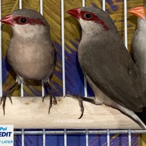 Red Eared Waxbill for sale