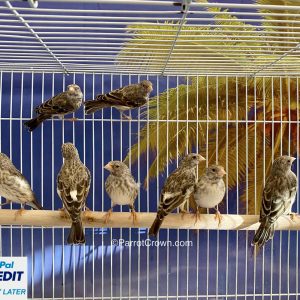 Gray Singer Finch for sale