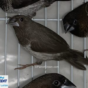 Gray Society Finch for sale ( Bengalese Finches )