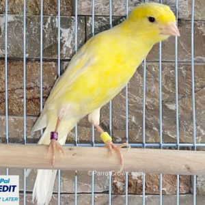 Yellow Scotch Fancy Canary for sale