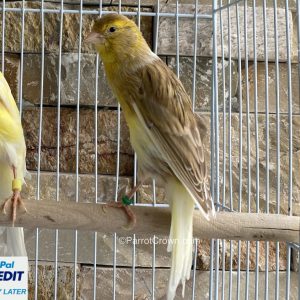 Variegated Scotch Fancy Canary for sale