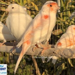 Red Mosaic Canary for sale