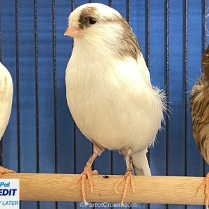 Variegated Consort Gloster Canary for sale