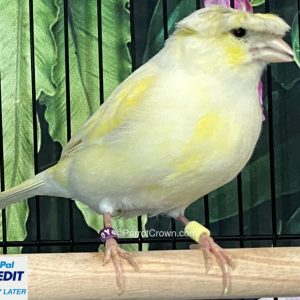 Yellow Crested Mosaic Canary for sale