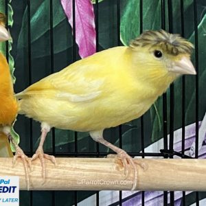 Yellow Crested Canary for sale