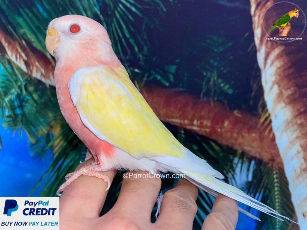 Lutino Bourke Parakeet for sale (Parrot)