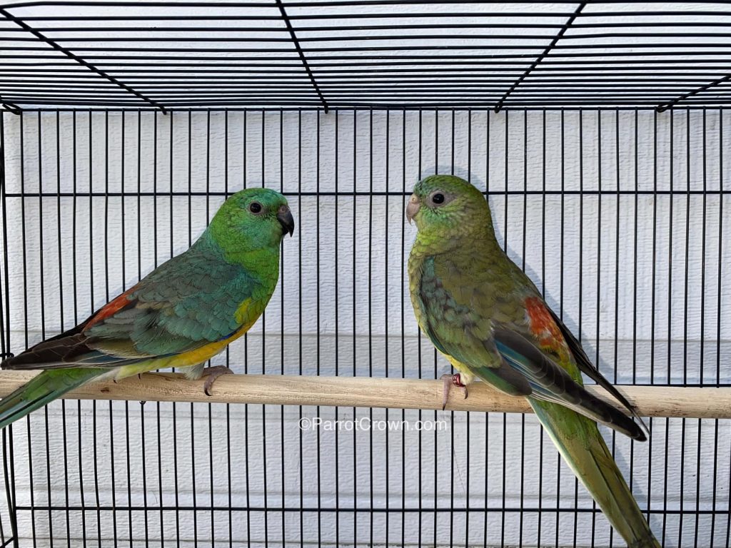 Red Rump Parakeet for sale (Parrot)