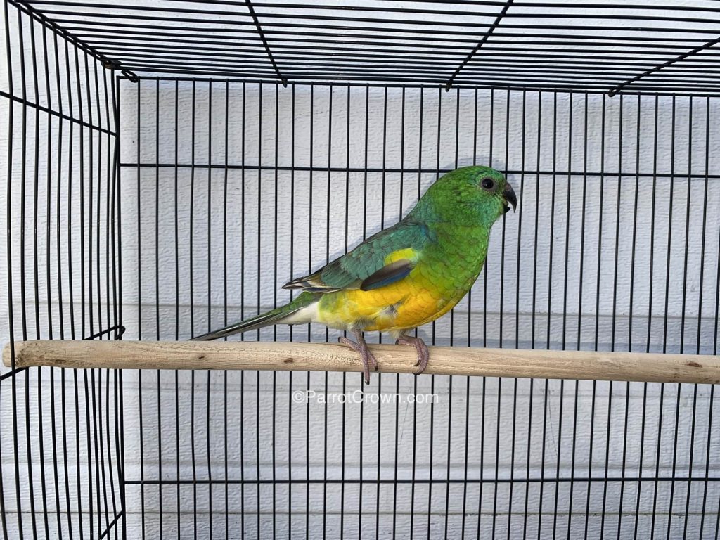 Red Rump Parakeet for sale (Parrot)