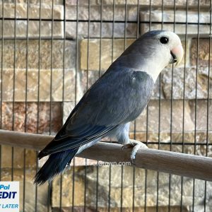 True Violet Lovebirds for sale ( Peach Faced Lovebird )