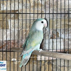 Pastel Turquoise Lovebirds for sale ( Peach Faced Lovebird )