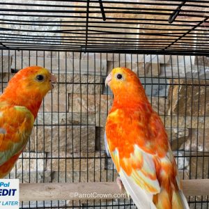 Rubino Red Rump Parakeet for sale (Parrot)