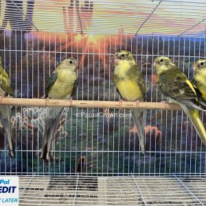 Yellow Pied Red Rumped Parrot for sale