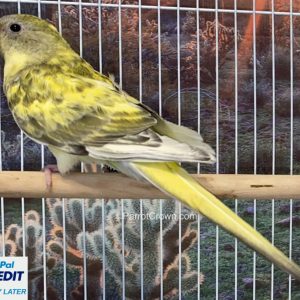 Spangle Yellow Red Rump Parakeet for sale (Parrot)