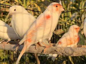 ParrotCrown.com Red Mosaic Canary for sale (Description Image 1)