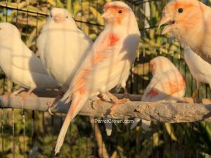 ParrotCrown.com Red Mosaic Canary for sale (Description Image 2)