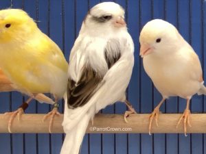 ParrotCrown.com Variegated Consort Gloster Canary for sale (Description Image 2)