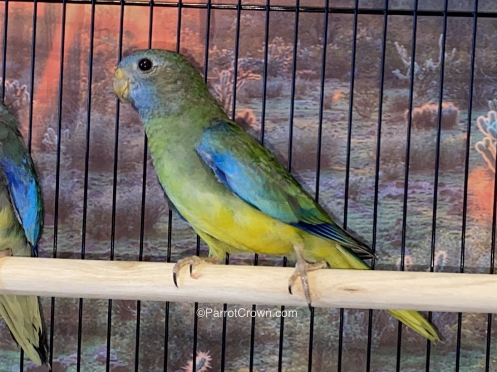 Scarlet Chested Parakeet for sale (Parrot)