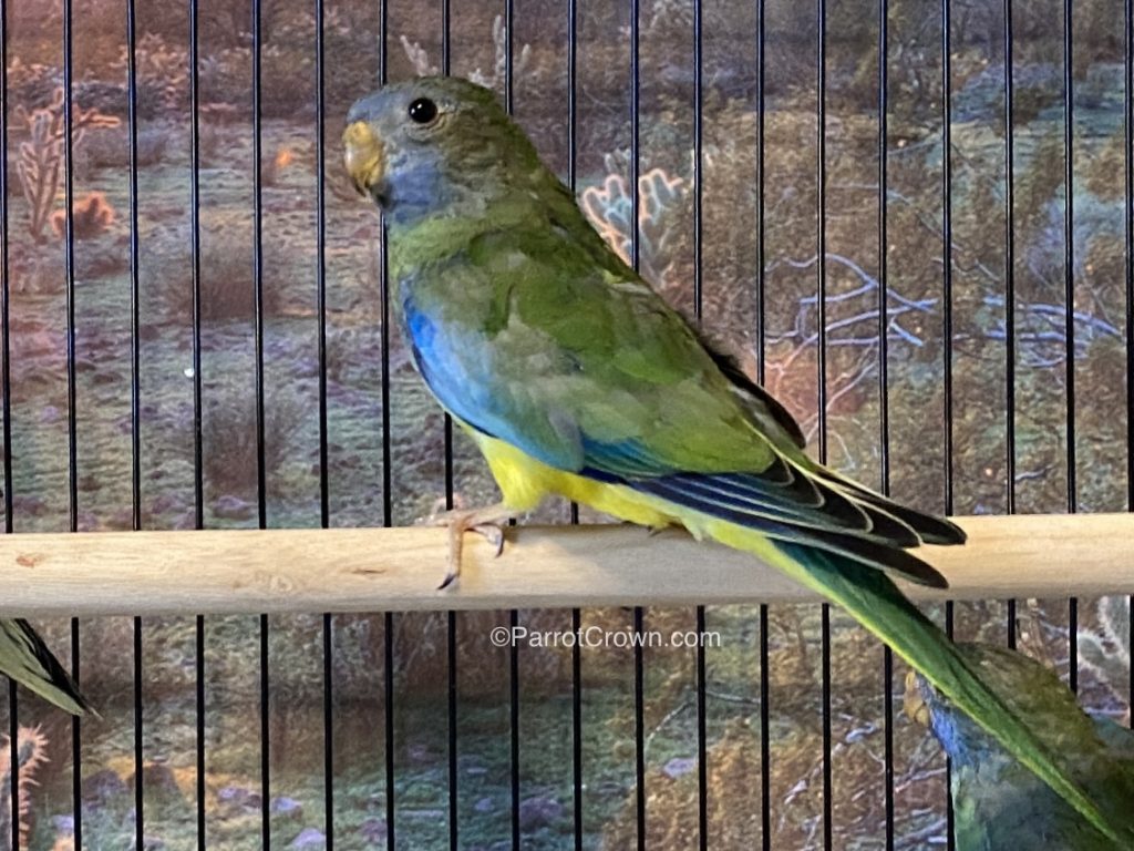 Scarlet Chested Parakeet for sale (Parrot)