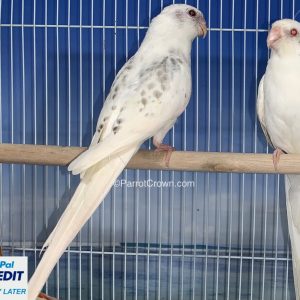 White Spangle Red Rumped Parakeet for sale (Parrot)