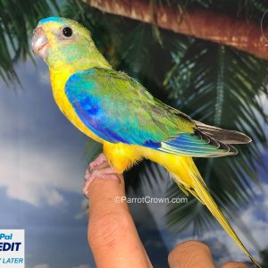 Turquoisine Parakeet for sale