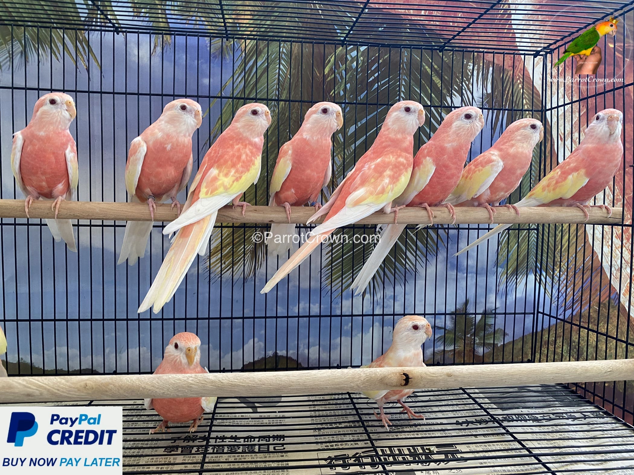 Bourke parakeet for sales sale