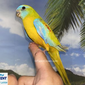 Yellow Turquoisine Parakeet for sale
