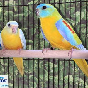 Yellow Turquoise Parrot for sale