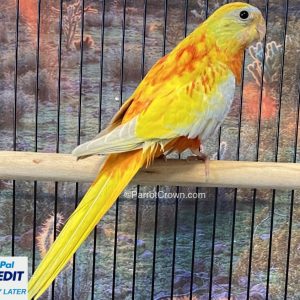 Yellow Pied Turquoisine Parakeet for sale