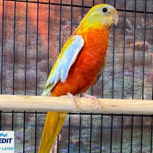 Yellow Red Fronted Turquoisine Parakeet for sale