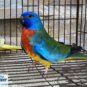 Scarlet Chested Parakeet for sale (Parrot)