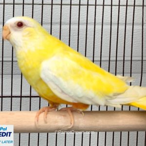 Yellow Lutino Scarlet Chested Parakeet for sale