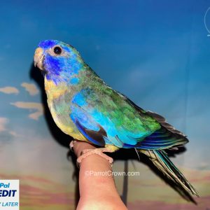 Sea Green Scarlet Chested Parakeet for sale (Parrot)