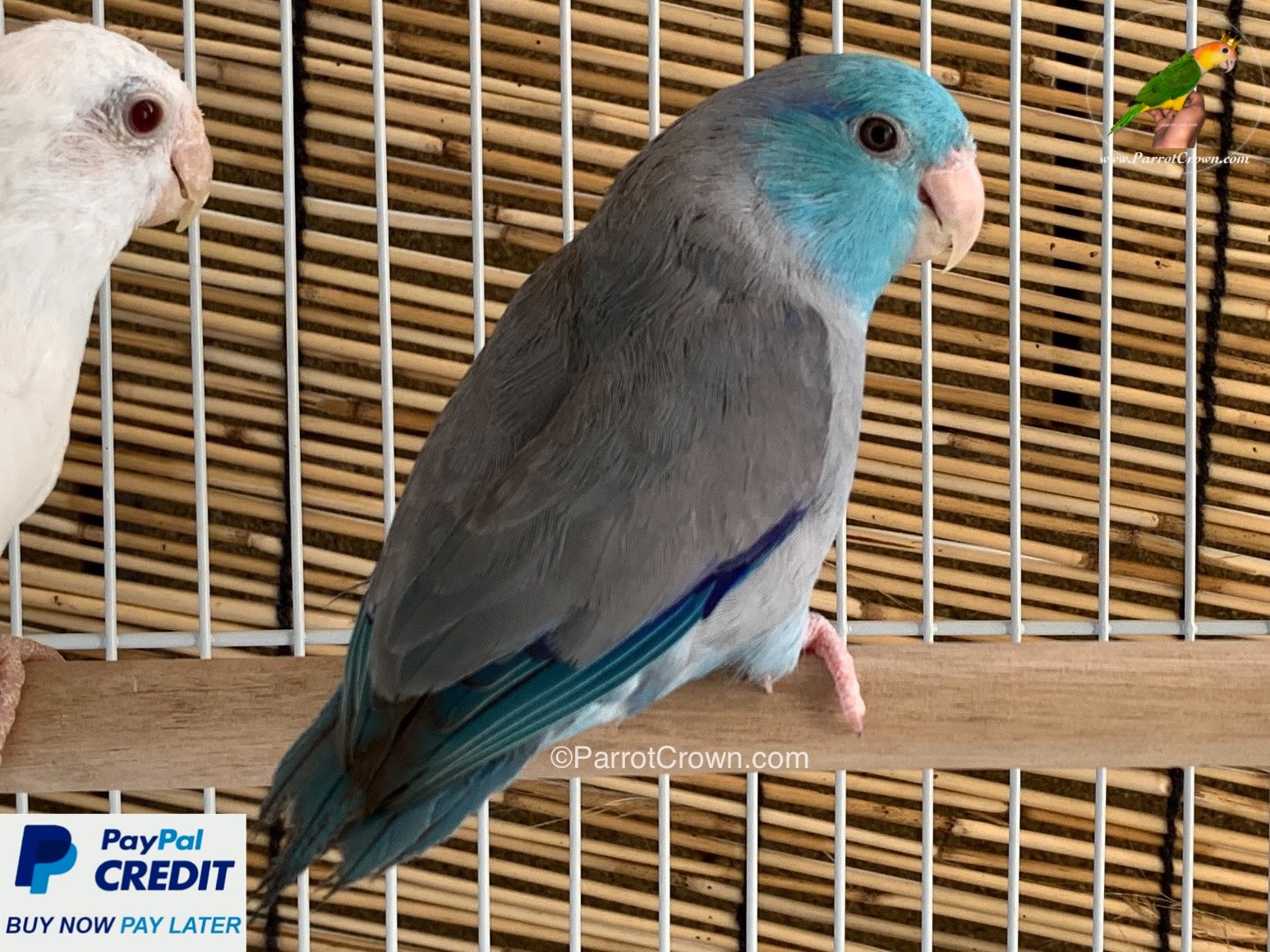 Marble Blue Pacific Parrotlet for sale - ParrotCrown.com