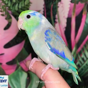 Turquoise Pied Pacific Parrotlet for sale