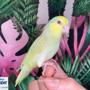 Yellow Pastel Fallow Pacific Parrotlet for sale