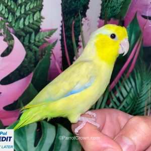 Yellow Pastel Pacific Parrotlet for sale