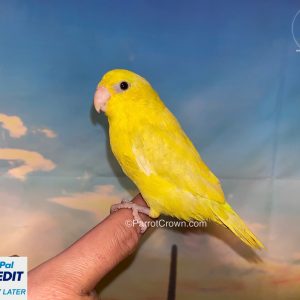 Yellow Pacific Parrotlet for sale