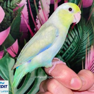 Pastel Turquoise Parrotlet for sale