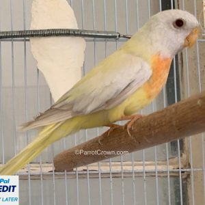 Turquoise Ino Scarlet Chested Parrot for sale (Parakeet)