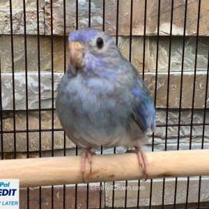 Violet Scarlet Chested Grass Parakeets for sale (Parrot)
