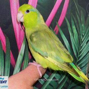 Pied Green Pacific Parrotlet for sale