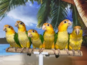 ParrotCrown.com White Bellied Caique for sale (Description Image 2)