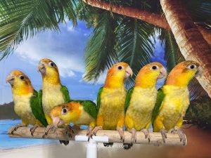 ParrotCrown.com White Bellied Caique for sale (Description Image 1)