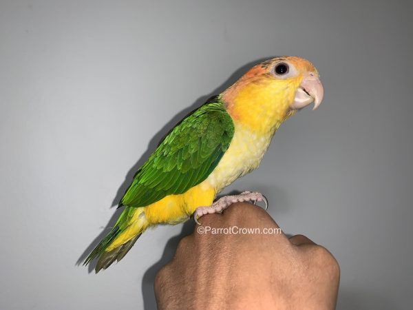 ParrotCrown.com 