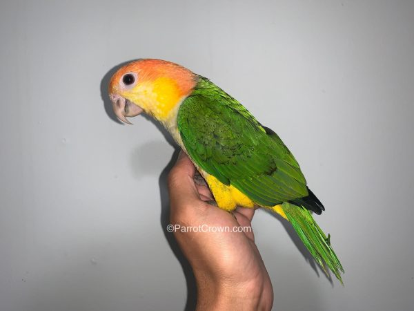 ParrotCrown.com 