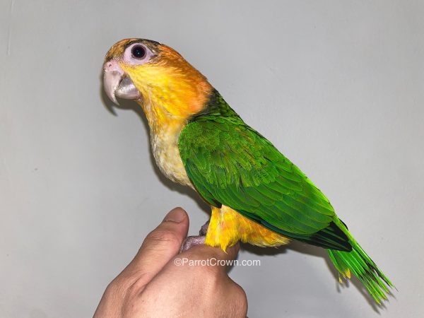 ParrotCrown.com 