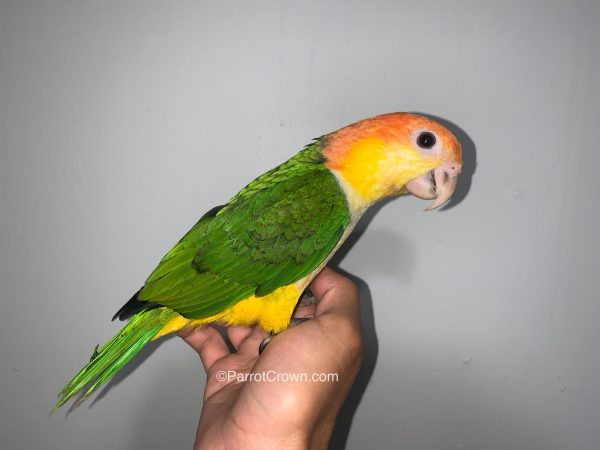 ParrotCrown.com 