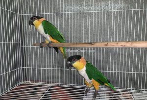 ParrotCrown.com Black Headed Caique Bird for sale (Description Image 2)