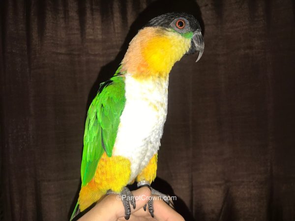 ParrotCrown.com 