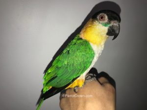 ParrotCrown.com Black Headed Caique Bird for sale (Description Image 1)